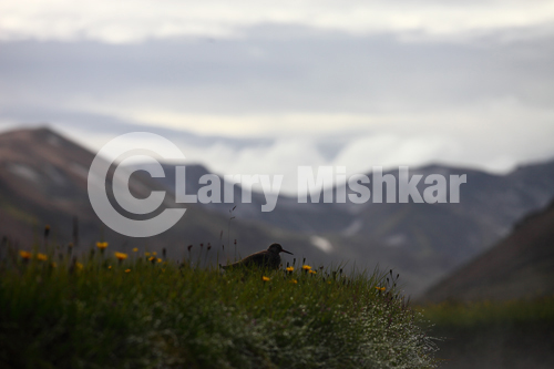 At Landmannalaugar
