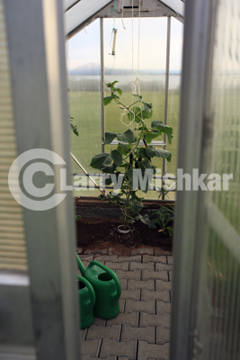 Mvatn greenhouse