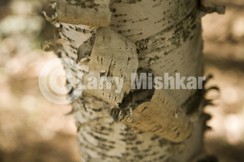 Birch Tree
