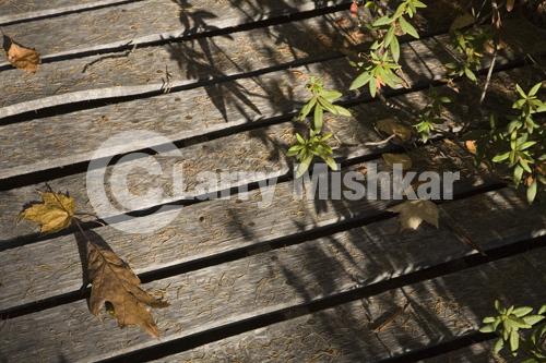 Autumn Shadows