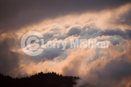 Olympic National Forest