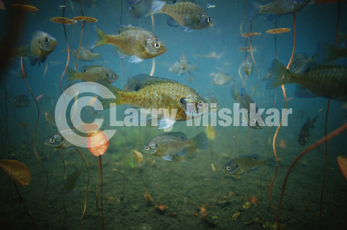 Bluegills