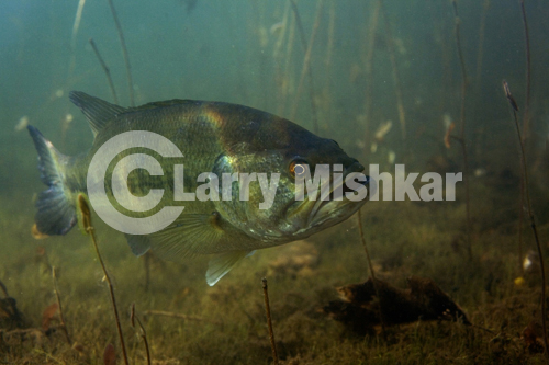 Smallmouth Bass