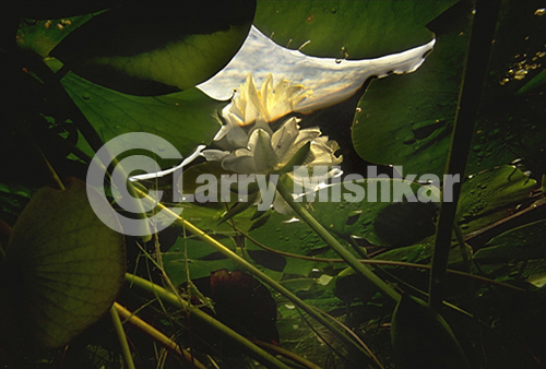 Lily Field