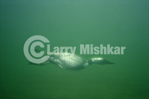 Common Loon