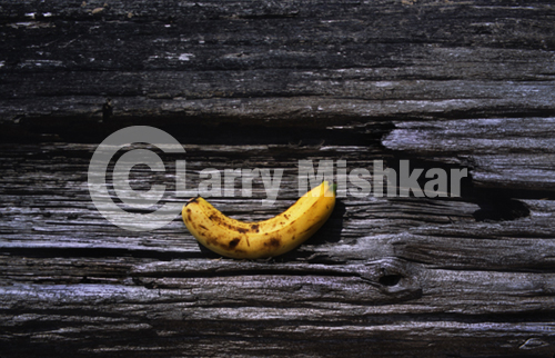 Banana Tree