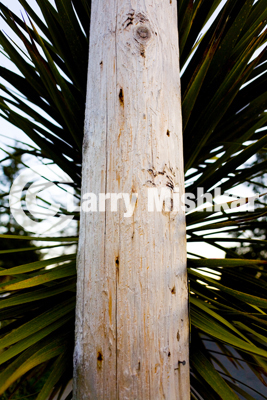 Palm Pole
